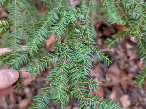 Kanadische Hemlocktanne
