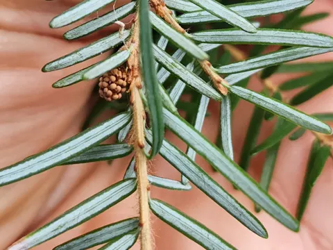 Westliche Hemlocktanne