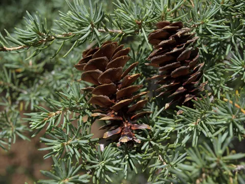 Gebirgs-Hemlock (Tsuga mertensiana)