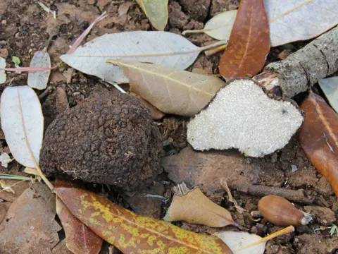 Sommertrüffel (Tuber aestivum)