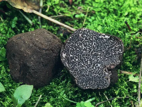 Schwarze Trüffel (Tuber melanosporum)