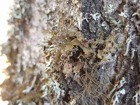 Tuckermannopsis chlorophylla (Tuckermannopsis chlorophylla)