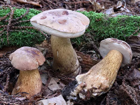 Gallenröhrling (Tylopilus felleus)