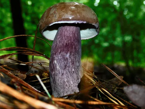 Tylopilus plumbeoviolaceus (Tylopilus plumbeoviolaceus)