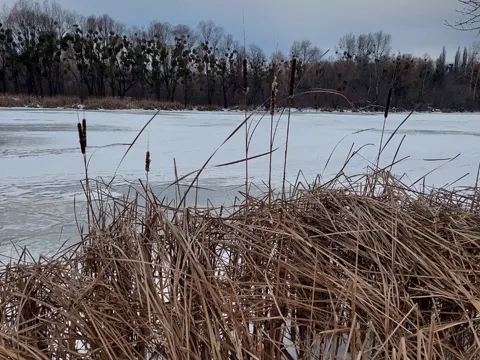 Schmalblättriger Rohrkolben (Typha angustifolia)