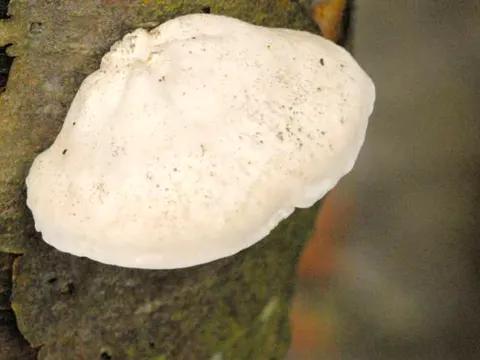 Kurzröhriger Saftporling (Tyromyces chioneus)