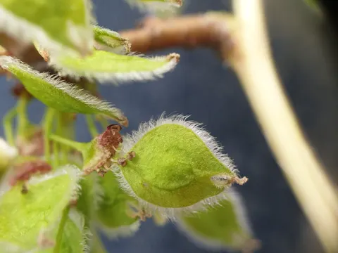 Weißulme (Ulmus americana)