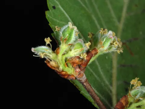 Zedern-Ulme (Ulmus crassifolia)