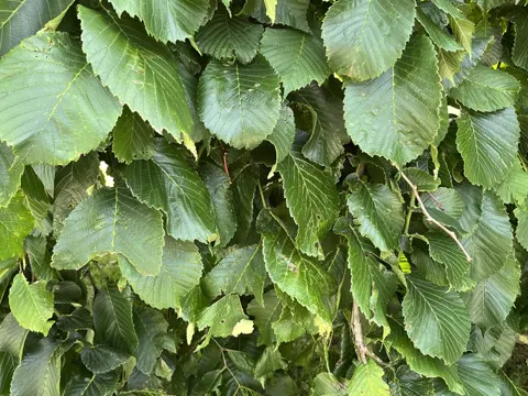 Bergulme (Ulmus glabra)
