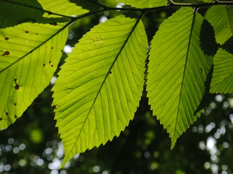 Rotulme (Ulmus rubra)