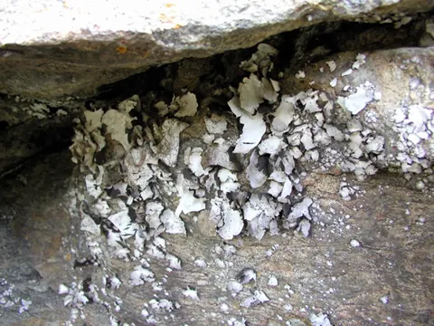 American Umbilicate Lichen