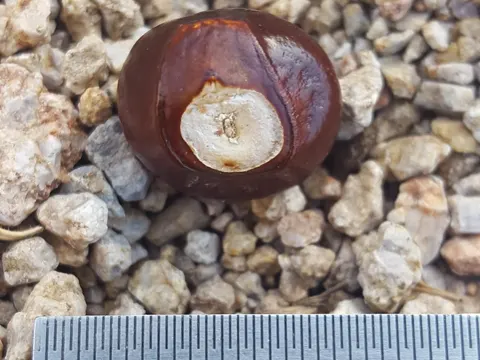 Mexikanische Rosskastanie (Ungnadia speciosa)