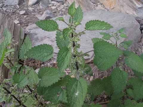 Brennnessel (Urtica aspera)