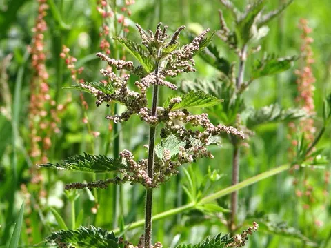 Stinging Nettle