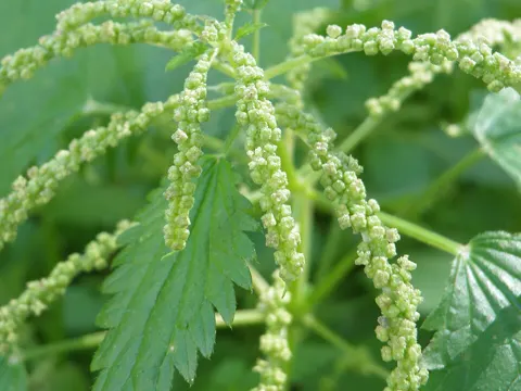 Hülsen-Brennnessel (Urtica membranacea)