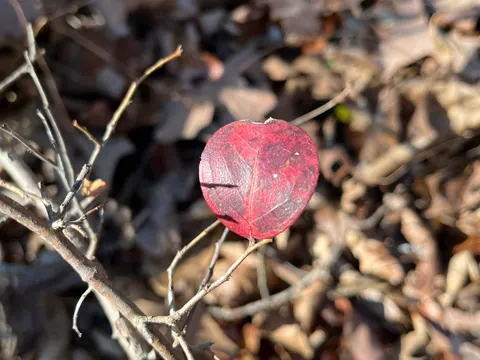 Sparkleberry (Vaccinium arboreum)
