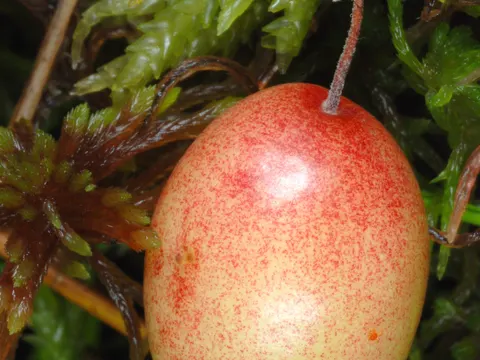 Großfrüchtige Moosbeere