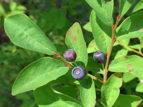 Vaccinium membranaceum (Vaccinium membranaceum)