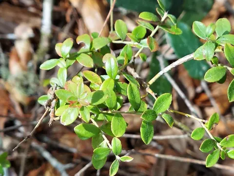 Dwarf Blueberry (Vaccinium myrsinites)