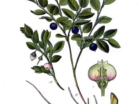 Bilberry