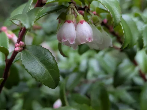 Evergreen Huckleberry (Vaccinium ovatum)