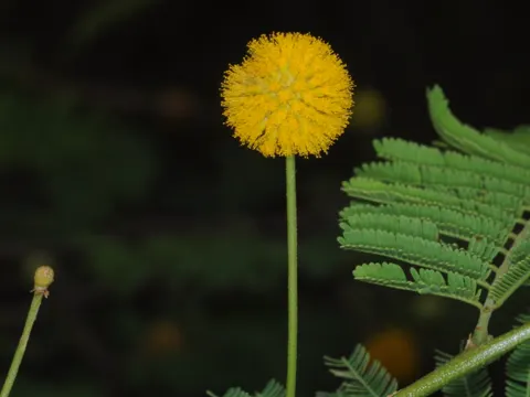 Vachellia aroma (Vachellia aroma)