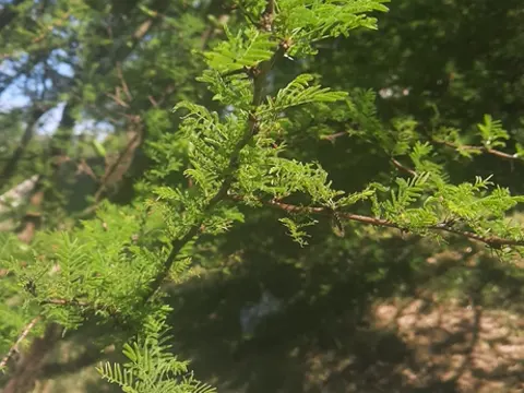 Espinillo (Vachellia caven)