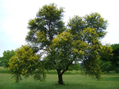 Vachellia karroo (Vachellia karroo)