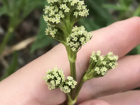 Edible Valerian (Valeriana edulis)