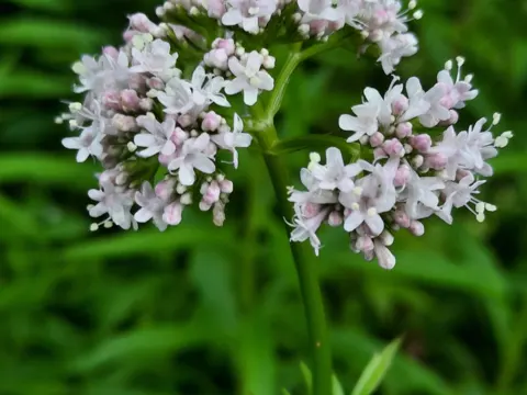 Valerian
