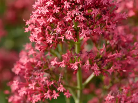 Valeriana rubra (Valeriana rubra)