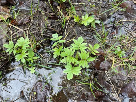Sambucus Valerian (Valeriana sambucifolia)