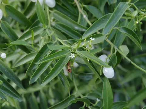 Vallesia glabra (Vallesia glabra)