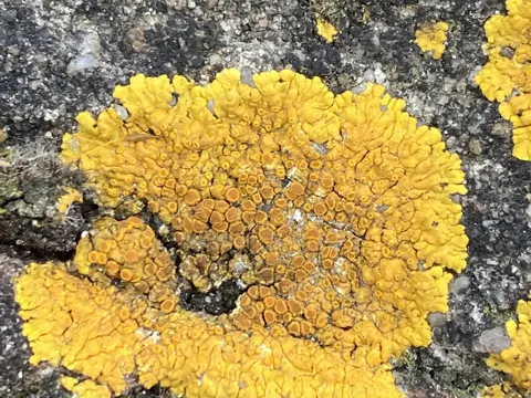 Limestone Lobed Firedot (Variospora flavescens)