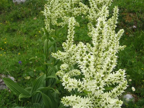 Veratrum album