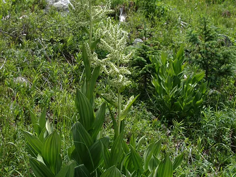 Kalifornische Germer (Veratrum californicum)