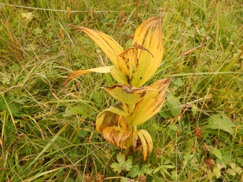 Weiße Nieswurz (Veratrum lobelianum)