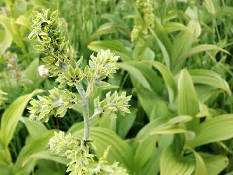 Grüne Nieswurz (Veratrum viride)