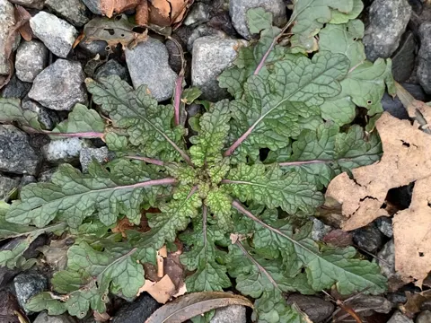 Schabenkraut (Verbascum blattaria)