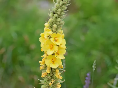 Großblütige Königskerze (Verbascum densiflorum)