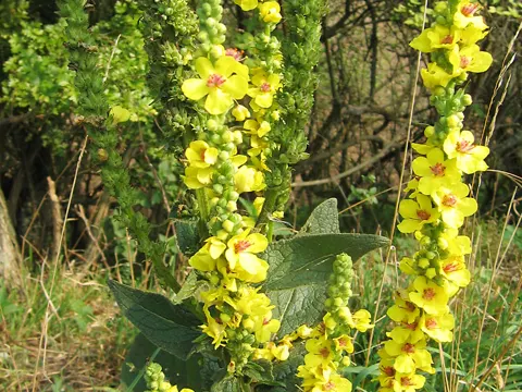 Schwarze Königskerze (Verbascum nigrum)