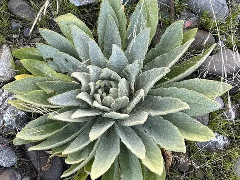 Common Mullein