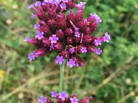 purpletop vervain