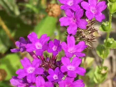 Ausläufer-Verbene (Verbena rigida)