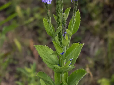 Verbena stricta