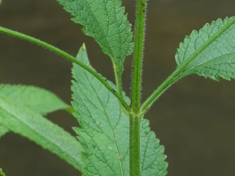 Verbena urticifolia