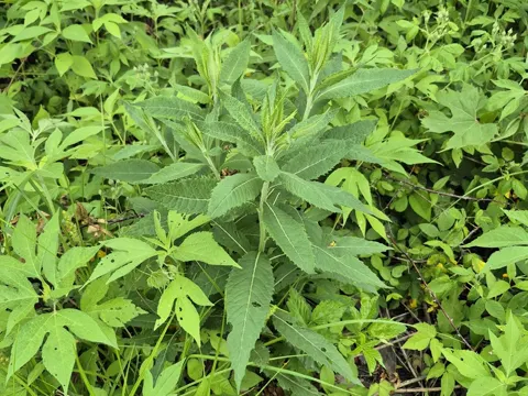 Missouri ironweed (Vernonia missurica)