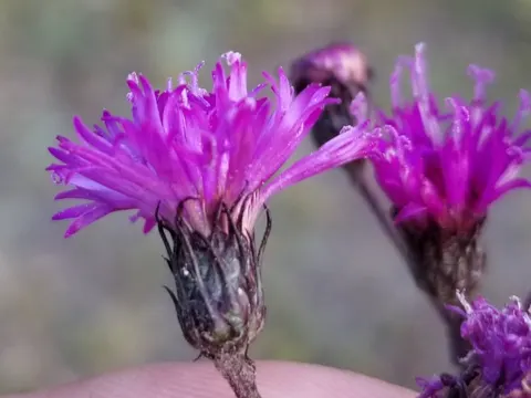 Vernonia noveboracensis (Vernonia noveboracensis)