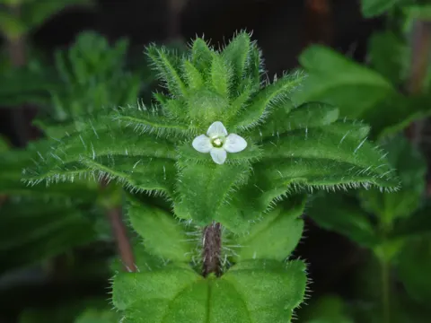 Feld-Ehrenpreis (Veronica arvensis)