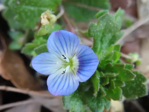 Persischer Ehrenpreis (Veronica persica)